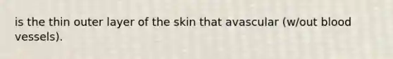 is the thin outer layer of the skin that avascular (w/out blood vessels).