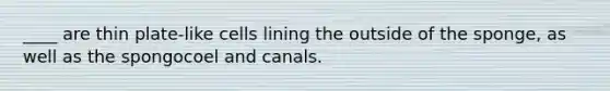 ____ are thin plate-like cells lining the outside of the sponge, as well as the spongocoel and canals.