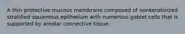 A thin protective mucous membrane composed of nonkeratinized stratified squamous epithelium with numerous goblet cells that is supported by areolar connective tissue.