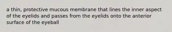 a thin, protective mucous membrane that lines the inner aspect of the eyelids and passes from the eyelids onto the anterior surface of the eyeball