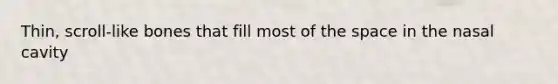 Thin, scroll-like bones that fill most of the space in the nasal cavity
