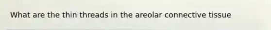What are the thin threads in the areolar connective tissue