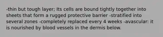 -thin but tough layer; Its cells are bound tightly together into sheets that form a rugged protective barrier -stratified into several zones -completely replaced every 4 weeks -avascular: it is nourished by blood vessels in the dermis below.