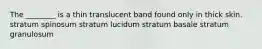 The ________ is a thin translucent band found only in thick skin. stratum spinosum stratum lucidum stratum basale stratum granulosum