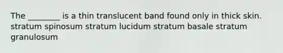 The ________ is a thin translucent band found only in thick skin. stratum spinosum stratum lucidum stratum basale stratum granulosum