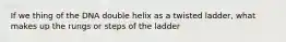 If we thing of the DNA double helix as a twisted ladder, what makes up the rungs or steps of the ladder