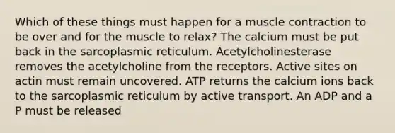 Which of these things must happen for a muscle contraction to be over and for the muscle to relax? The calcium must be put back in the sarcoplasmic reticulum. Acetylcholinesterase removes the acetylcholine from the receptors. Active sites on actin must remain uncovered. ATP returns the calcium ions back to the sarcoplasmic reticulum by active transport. An ADP and a P must be released