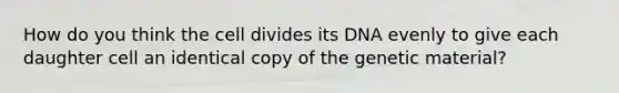 How do you think the cell divides its DNA evenly to give each daughter cell an identical copy of the genetic material?