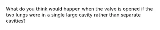 What do you think would happen when the valve is opened if the two lungs were in a single large cavity rather than separate cavities?