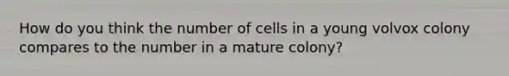 How do you think the number of cells in a young volvox colony compares to the number in a mature colony?