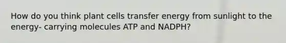 How do you think plant cells transfer energy from sunlight to the energy- carrying molecules ATP and NADPH?