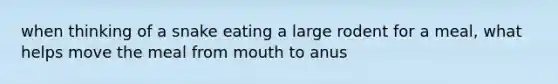 when thinking of a snake eating a large rodent for a meal, what helps move the meal from mouth to anus