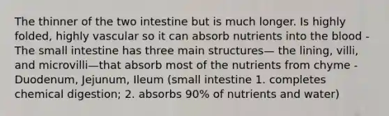 The thinner of the two intestine but is much longer. Is highly folded, highly vascular so it can absorb nutrients into <a href='https://www.questionai.com/knowledge/k7oXMfj7lk-the-blood' class='anchor-knowledge'>the blood</a> - <a href='https://www.questionai.com/knowledge/kt623fh5xn-the-small-intestine' class='anchor-knowledge'>the small intestine</a> has three main structures— the lining, villi, and microvilli—that absorb most of the nutrients from chyme -Duodenum, Jejunum, Ileum (small intestine 1. completes chemical digestion; 2. absorbs 90% of nutrients and water)