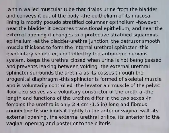 -a thin-walled muscular tube that drains urine from the bladder and conveys it out of the body -the epithelium of its mucosal lining is mostly pseudo stratified columnar epithelium -however, near the bladder it becomes transitional epithelium, and near the external opening it changes to a protective stratified squamous epithelium -at the bladder-urethra junction, the detrusor smooth muscle thickens to form the internal urethral sphincter -this involuntary sphincter, controlled by the autonomic nervous system, keeps the urethra closed when urine is not being passed and prevents leaking between voiding -the external urethral sphincter surrounds the urethra as its passes through the urogenital diaphragm -this sphincter is formed of skeletal muscle and is voluntarily controlled -the levator ani muscle of the pelvic floor also serves as a voluntary constrictor of the urethra -the length and functions of the urethra differ in the two sexes -in females the urethra is only 3-4 cm (1.5 in) long and fibrous connective tissue binds it tightly to the anterior vaginal wall -its external opening, the external urethral orifice, its anterior to the vaginal opening and posterior to the clitoris