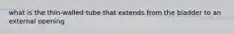 what is the thin-walled tube that extends from the bladder to an external opening