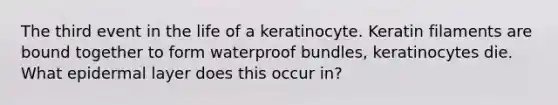 The third event in the life of a keratinocyte. Keratin filaments are bound together to form waterproof bundles, keratinocytes die. What epidermal layer does this occur in?