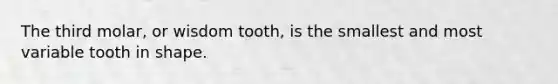 The third molar, or wisdom tooth, is the smallest and most variable tooth in shape.