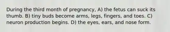 During the third month of pregnancy, A) the fetus can suck its thumb. B) tiny buds become arms, legs, fingers, and toes. C) neuron production begins. D) the eyes, ears, and nose form.