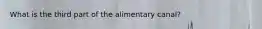 What is the third part of the alimentary canal?