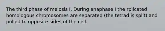 The third phase of meiosis I. During anaphase I the rplicated homologous chromosomes are separated (the tetrad is split) and pulled to opposite sides of the cell.