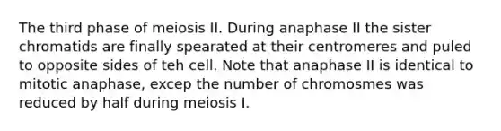 The third phase of meiosis II. During anaphase II the sister chromatids are finally spearated at their centromeres and puled to opposite sides of teh cell. Note that anaphase II is identical to mitotic anaphase, excep the number of chromosmes was reduced by half during meiosis I.