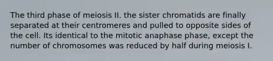 The third phase of meiosis II. the sister chromatids are finally separated at their centromeres and pulled to opposite sides of the cell. Its identical to the mitotic anaphase phase, except the number of chromosomes was reduced by half during meiosis I.