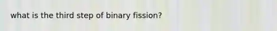 what is the third step of binary fission?