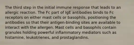 The third step in the initial immune response that leads to an allergic reaction. The Fc part of IgE antibodies binds to Fc receptors on either mast cells or basophils, positioning the antibodies so that their antigen-binding sites are available to interact with the allergen. Mast cells and basophils contain granules holding powerful inflammatory mediators such as histamine, leukotrienes, and prostaglandins.