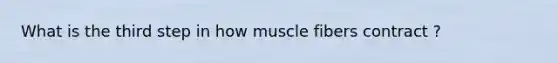 What is the third step in how muscle fibers contract ?