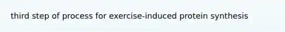 third step of process for exercise-induced protein synthesis