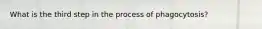 What is the third step in the process of phagocytosis?