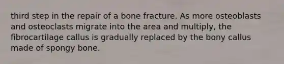 third step in the repair of a bone fracture. As more osteoblasts and osteoclasts migrate into the area and multiply, the fibrocartilage callus is gradually replaced by the bony callus made of spongy bone.