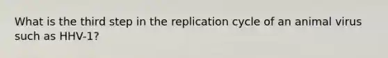 What is the third step in the replication cycle of an animal virus such as HHV-1?