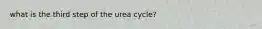 what is the third step of the urea cycle?