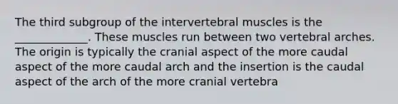 The third subgroup of the intervertebral muscles is the _____________. These muscles run between two vertebral arches. The origin is typically the cranial aspect of the more caudal aspect of the more caudal arch and the insertion is the caudal aspect of the arch of the more cranial vertebra