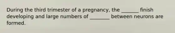 During the third trimester of a pregnancy, the _______ finish developing and large numbers of ________ between neurons are formed.