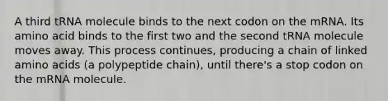 A third tRNA molecule binds to the next codon on the mRNA. Its amino acid binds to the first two and the second tRNA molecule moves away. This process continues, producing a chain of linked amino acids (a polypeptide chain), until there's a stop codon on the mRNA molecule.