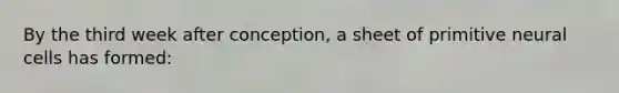 By the third week after conception, a sheet of primitive neural cells has formed: