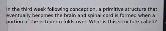 In the third week following conception, a primitive structure that eventually becomes the brain and spinal cord is formed when a portion of the ectoderm folds over. What is this structure called?