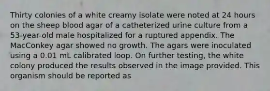 Thirty colonies of a white creamy isolate were noted at 24 hours on the sheep blood agar of a catheterized urine culture from a 53-year-old male hospitalized for a ruptured appendix. The MacConkey agar showed no growth. The agars were inoculated using a 0.01 mL calibrated loop. On further testing, the white colony produced the results observed in the image provided. This organism should be reported as