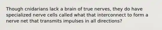 Though cnidarians lack a brain of true nerves, they do have specialized nerve cells called what that interconnect to form a nerve net that transmits impulses in all directions?