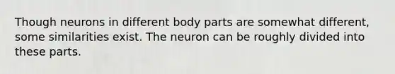 Though neurons in different body parts are somewhat different, some similarities exist. The neuron can be roughly divided into these parts.