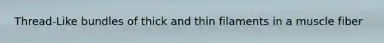 Thread-Like bundles of thick and thin filaments in a muscle fiber