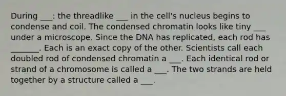 During ___: the threadlike ___ in the cell's nucleus begins to condense and coil. The condensed chromatin looks like tiny ___ under a microscope. Since the DNA has replicated, each rod has _______. Each is an exact copy of the other. Scientists call each doubled rod of condensed chromatin a ___. Each identical rod or strand of a chromosome is called a ___. The two strands are held together by a structure called a ___.