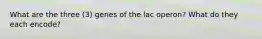 What are the three (3) genes of the lac operon? What do they each encode?