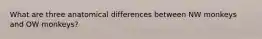 What are three anatomical differences between NW monkeys and OW monkeys?