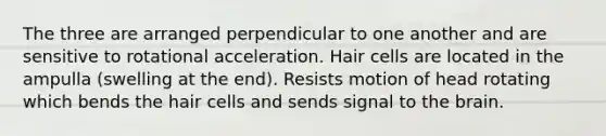 The three are arranged perpendicular to one another and are sensitive to rotational acceleration. Hair cells are located in the ampulla (swelling at the end). Resists motion of head rotating which bends the hair cells and sends signal to <a href='https://www.questionai.com/knowledge/kLMtJeqKp6-the-brain' class='anchor-knowledge'>the brain</a>.