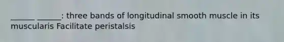 ______ ______: three bands of longitudinal smooth muscle in its muscularis Facilitate peristalsis