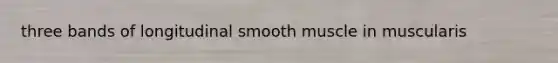 three bands of longitudinal smooth muscle in muscularis