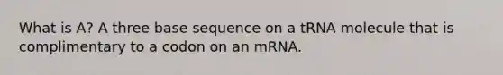 What is A? A three base sequence on a tRNA molecule that is complimentary to a codon on an mRNA.